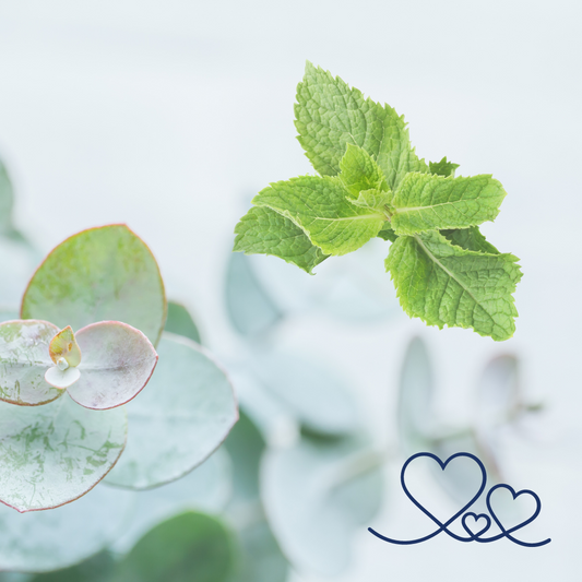 Eucalyptus Mint